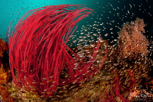 Glassfish and Whipcoral in the current, Fiabacet, Raja Ampat by Filip Staes 